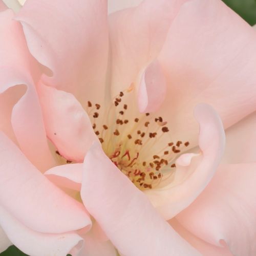 Online rózsa kertészet - virágágyi floribunda rózsa - rózsaszín - Rosa Régen - diszkrét illatú rózsa - Márk Gergely - Mérsékelten szétterülő bokor, középzöld levelekkel és halványrózsaszín virágok tömegével.